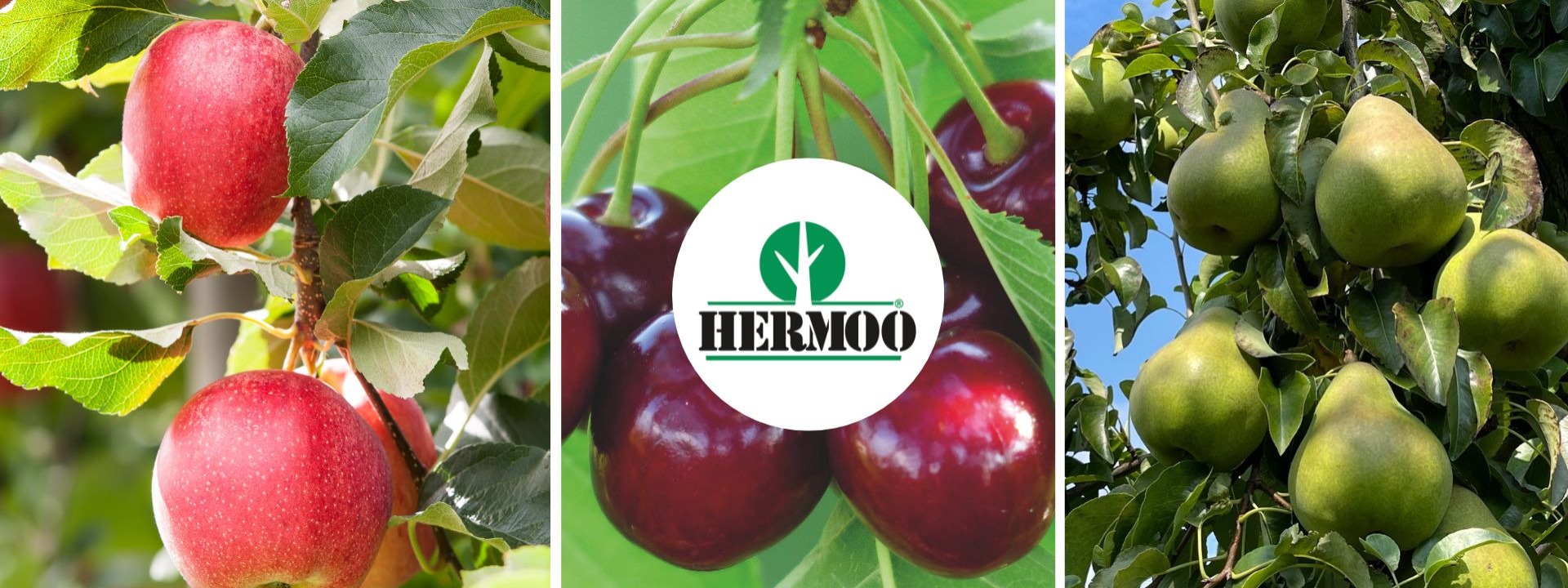 Fytolicentievergadering hardfruit en kersen Sint-Truiden cover image