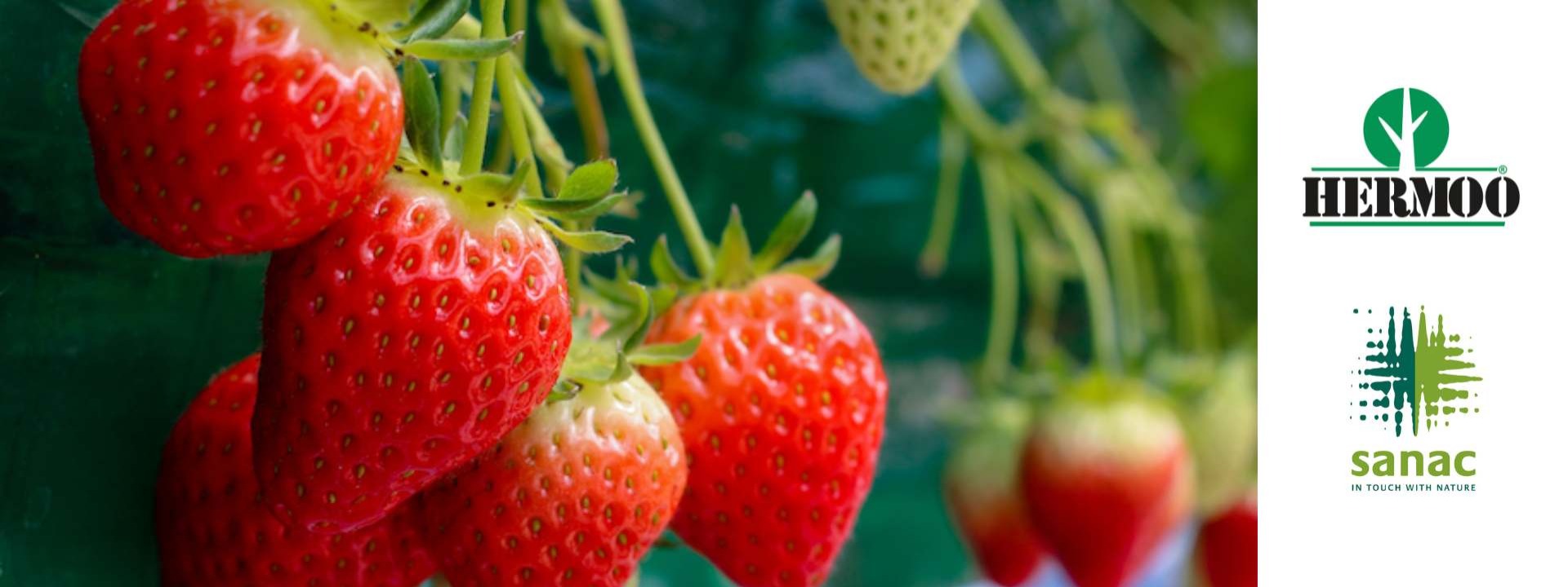 Fytolicentievergadering aardbeien Online cover image