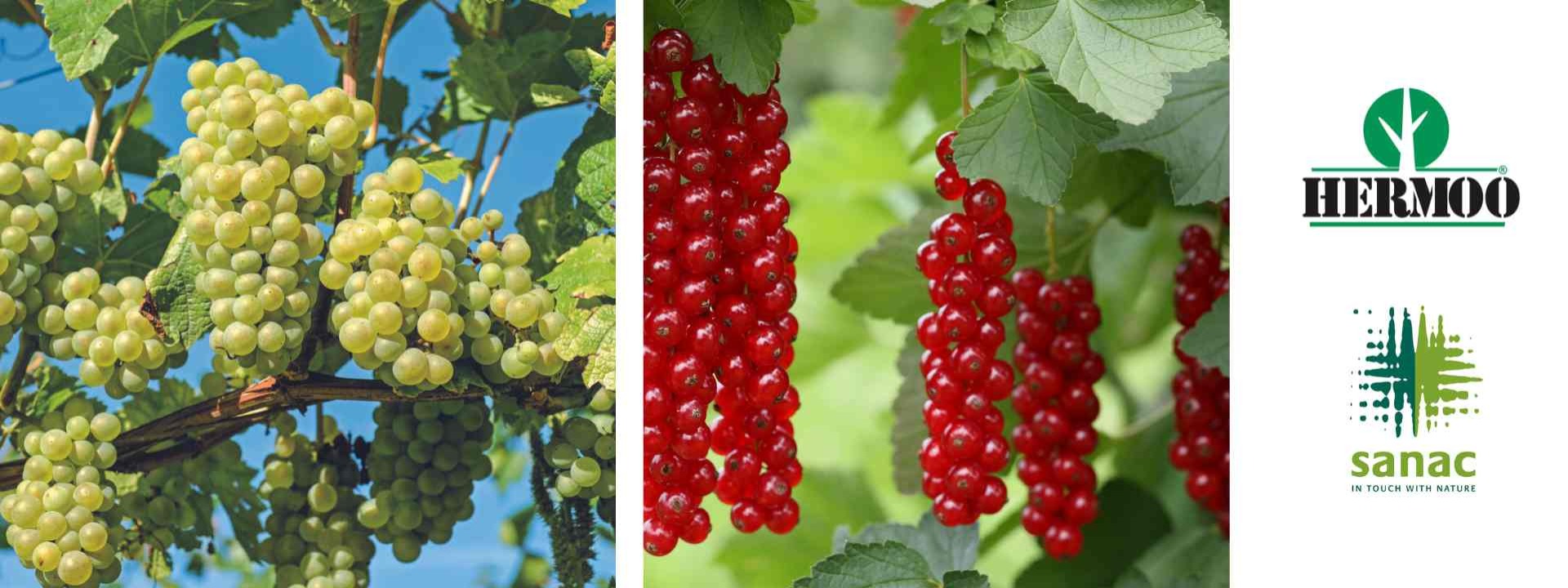 Fytolicentievergadering houtig kleinfruit en druiven Online cover image