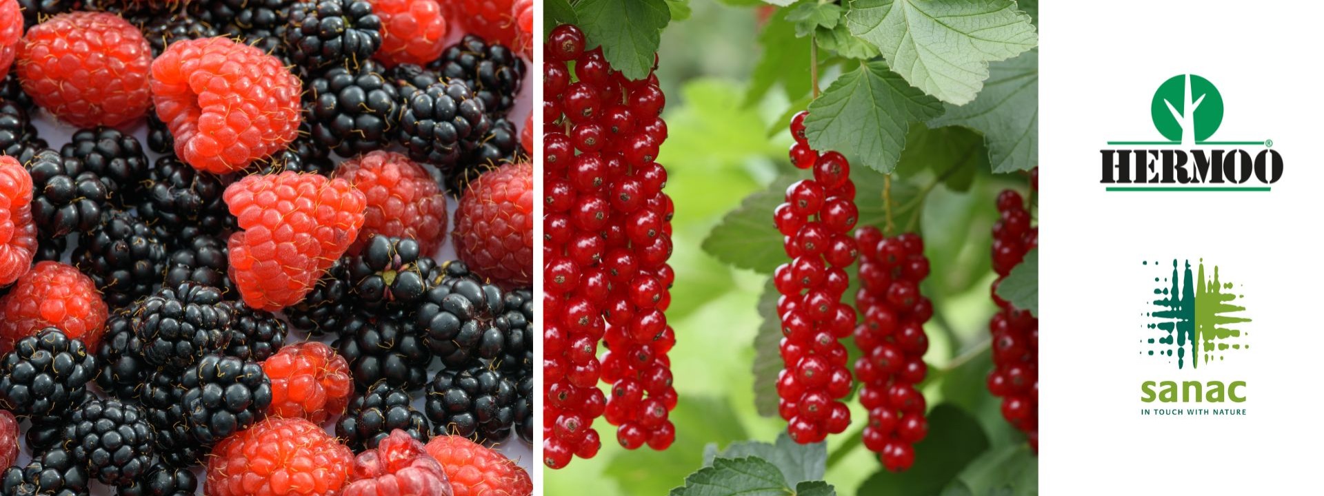 Infovergadering zachtfruit Online cover image